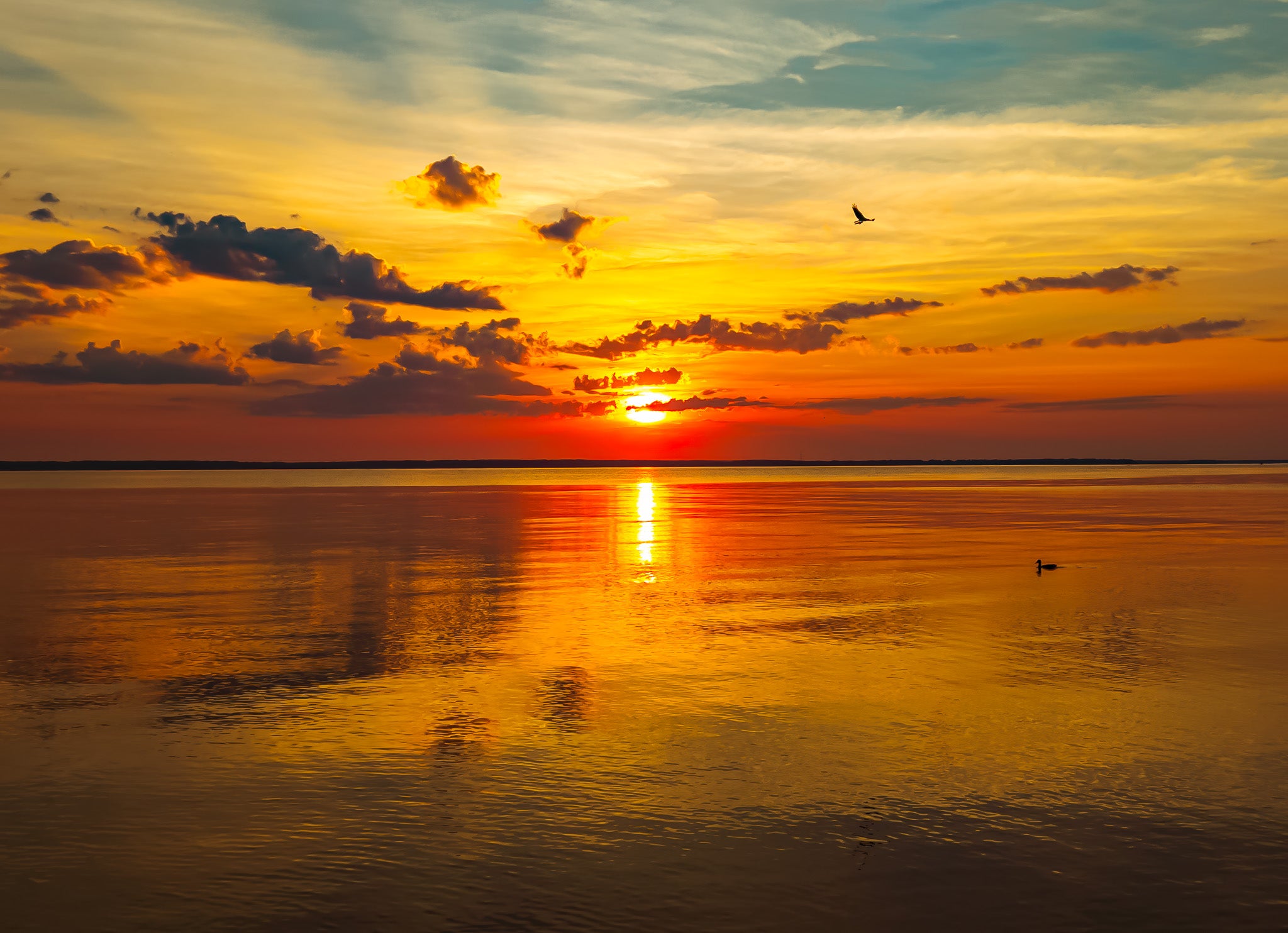Golden sunrise over calm water with cloud reflections, a bird in the sky, and a waterfowl near the right side.
