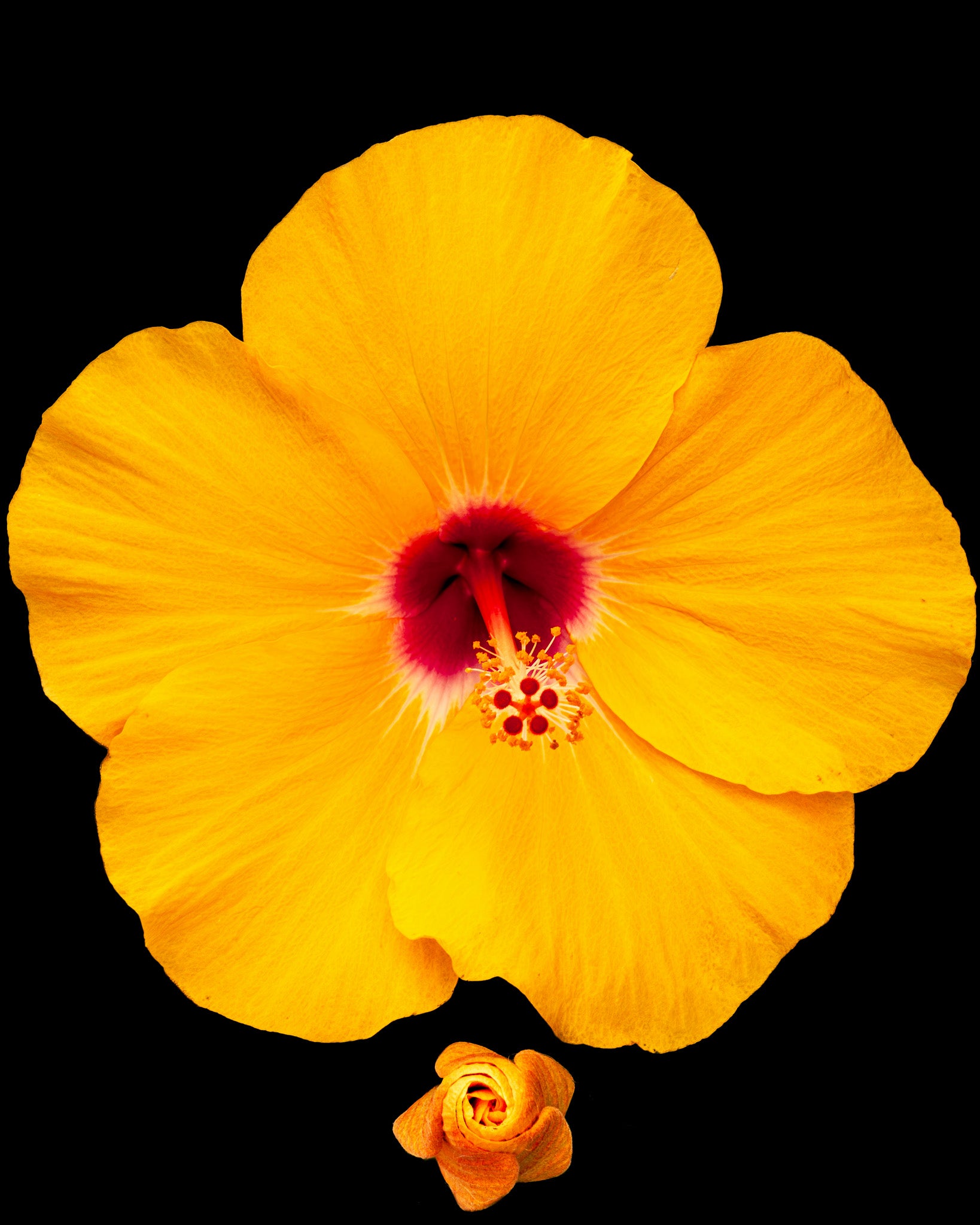 Yellow flower with a red center on a black background
