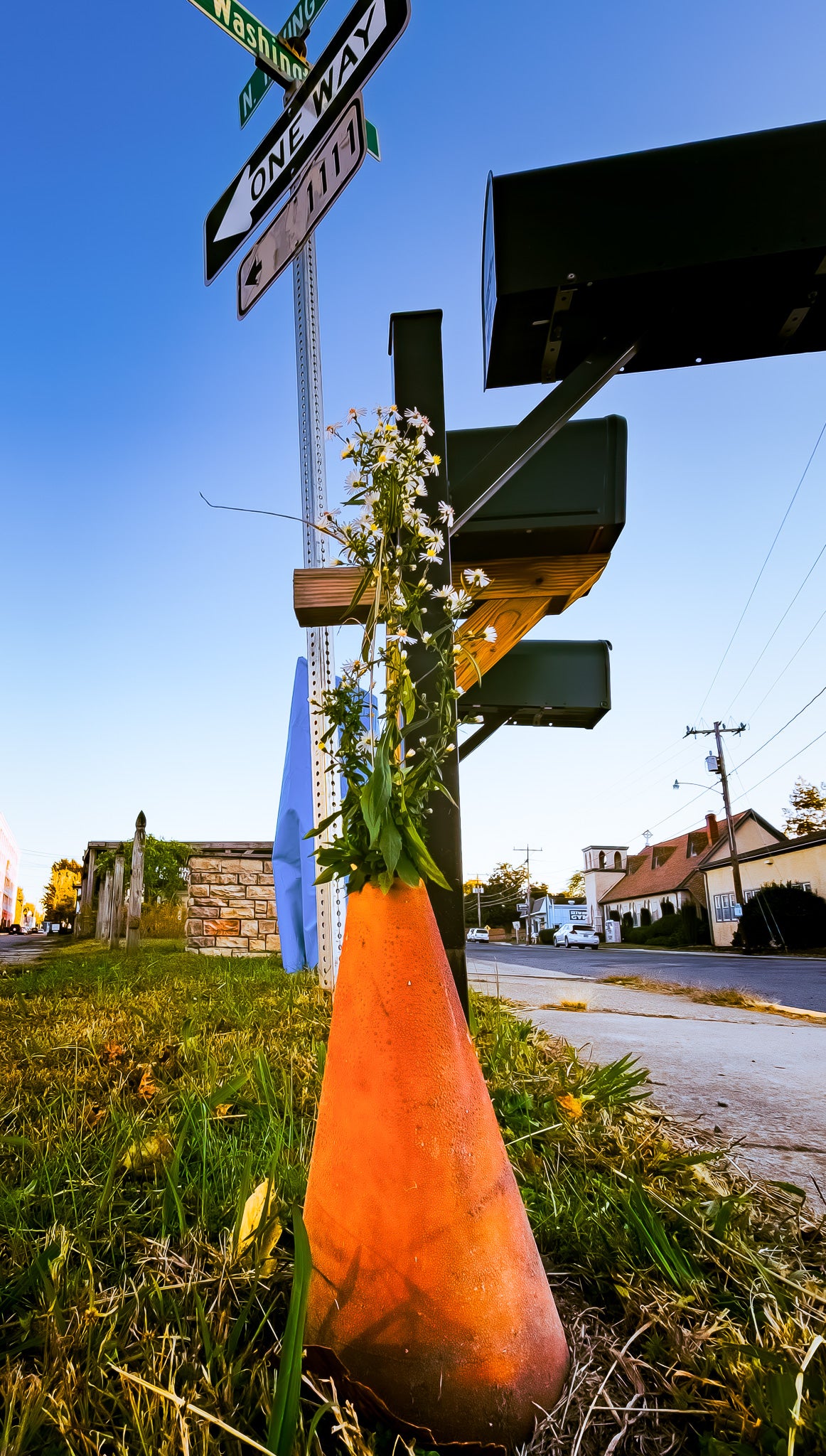 Orange traffic cone with a daisy growing through it beneath one-way street signs on a roadside.