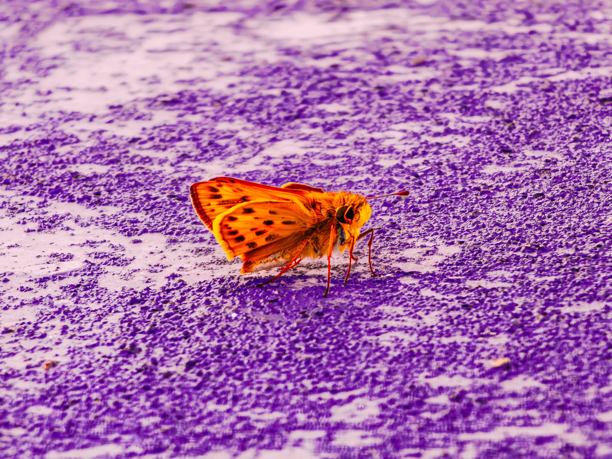 Orange moth on a textured purple surface in close-up.