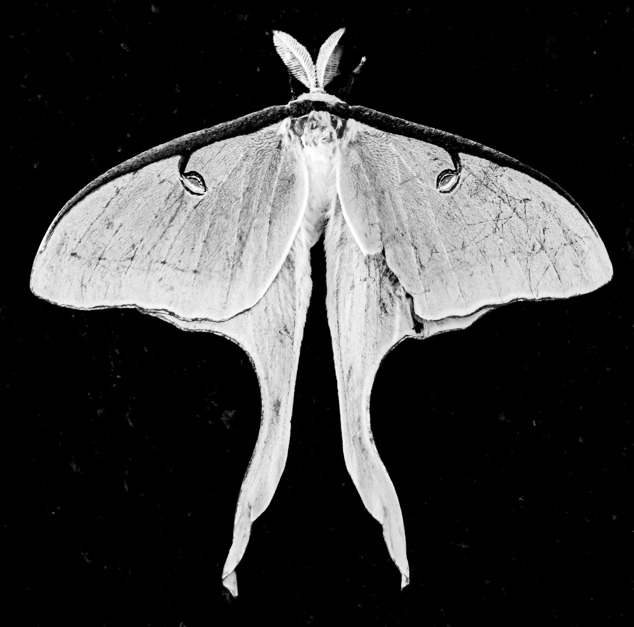 A black and white luna moth shown flat against a solid black background.