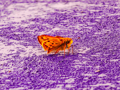 Main image Untitled — The Outliers 005